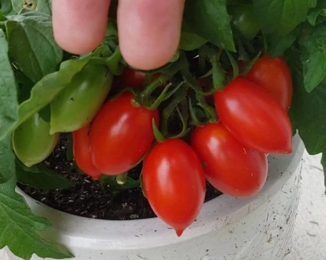 【レッチリとまと】 Amazon.com : Burpee 'Super Beefsteak', Red Beefsteak Slicing